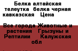 Белка алтайская телеутка, белка черная кавказская › Цена ­ 5 000 - Все города Животные и растения » Грызуны и Рептилии   . Калужская обл.